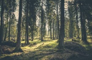 american reforestation initiative forest picture 2