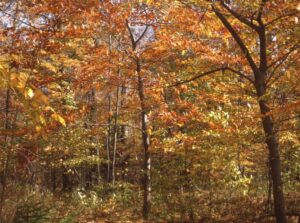 american reforestation initiative forest picture 1