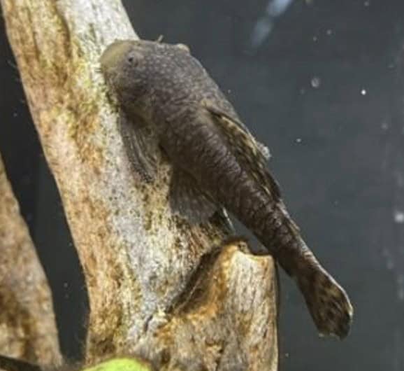 Bellevue Times &raquo; New Aquarium Debuts at Bellevue Library &raquo; July 22, 2026