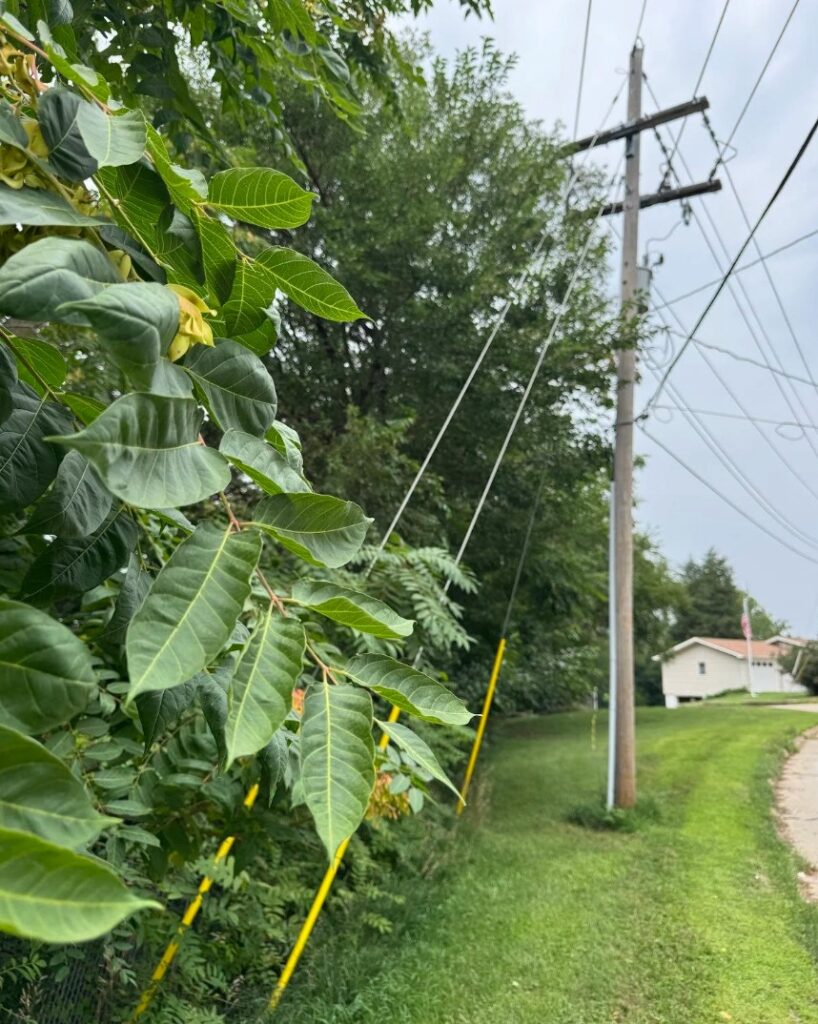 Bellevue Times » Tree of Heaven: Invasive Menace » July 21, 2026