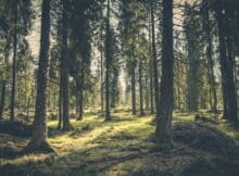 american reforestation initiative forest picture 2