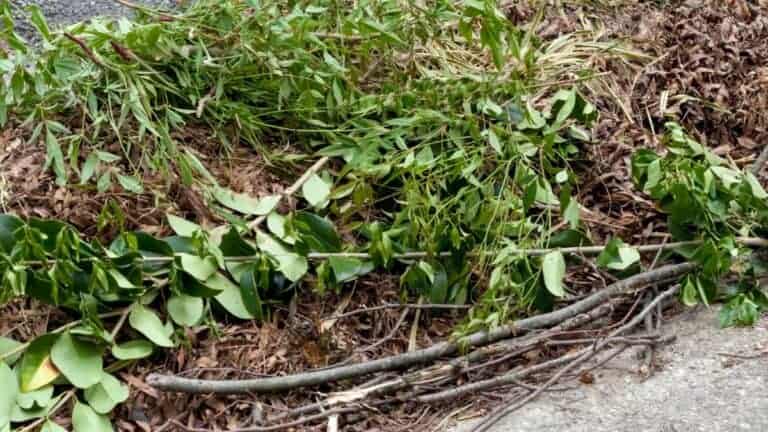 tree limb pickup