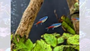 Bellevue Times » New Aquarium Debuts at Bellevue Library » July 21, 2026