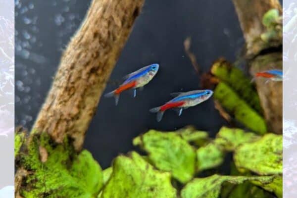 Bellevue Times &raquo; New Aquarium Debuts at Bellevue Library &raquo; July 21, 2026