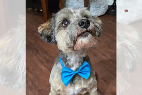 Bellevue Times &raquo; Bellevue Public Library Adds Pet Microchip Scanners to Lending Collection &raquo; July 21, 2026