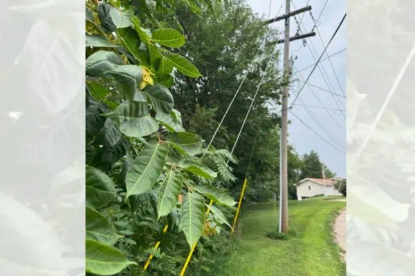 Bellevue Times &raquo; Tree of Heaven: Invasive Menace &raquo; July 21, 2026