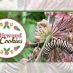 milkweed cookies green bellevue