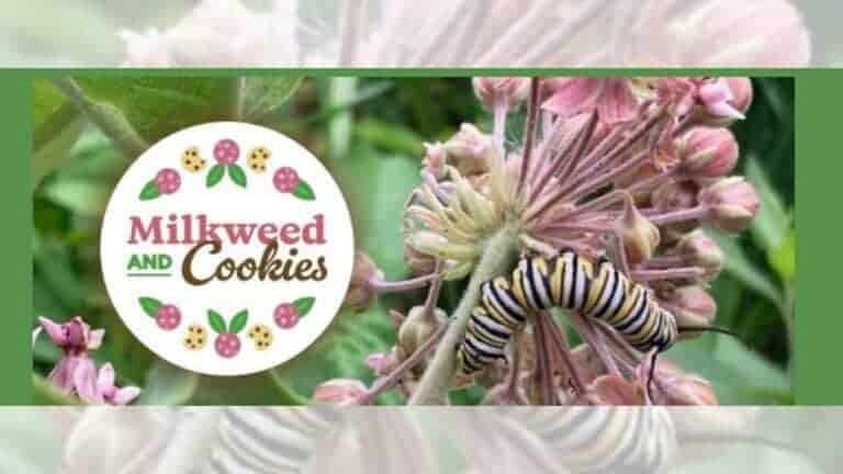 milkweed cookies green bellevue